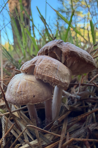 mushrooms in the forest