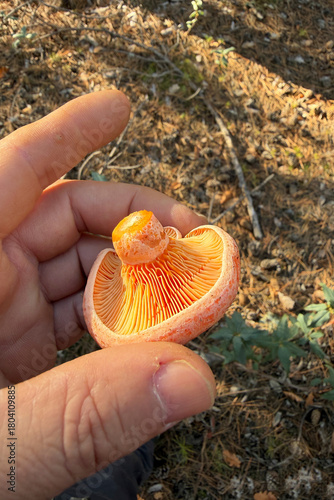 mushroom in the hand