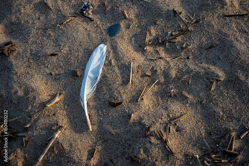 white feather on a sandy beach