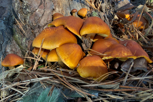 mushrooms in the forest