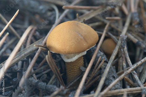 mushroom in the snow