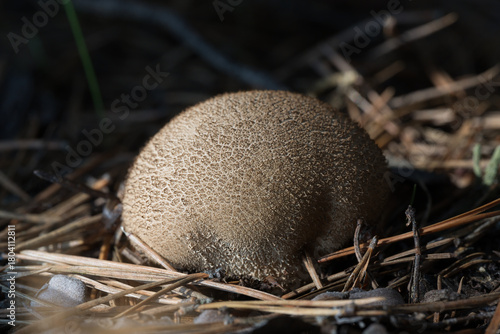 mushroom in the grass