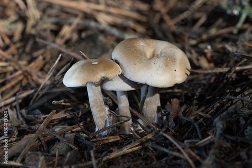 mushrooms in the forest
