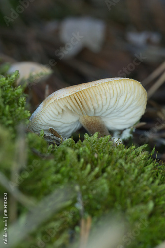 mushroom in the forest