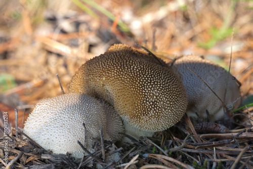 mushroom in the forest