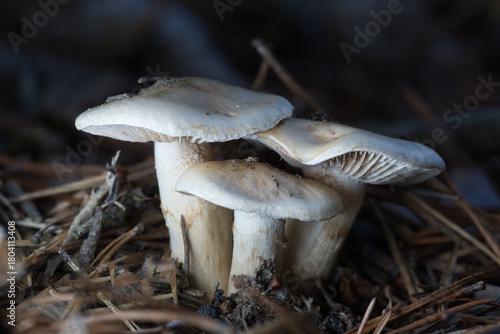 mushrooms in the forest