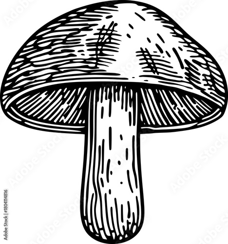 Hand drawn edible mushroom illustration vintage black line fungus isolated on white background