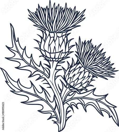 Thistle plant line art illustration detailed floral botanical drawing with spiky leaves and blooms, nature outline