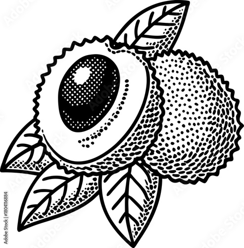 Lychee fruit illustration hand drawn exotic tropical fruit, leaves detailed botanical ink drawing, vintage etching