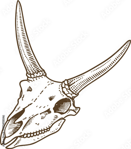Longhorn skull isolated  illustration detailed vintage drawing of horned animal skeleton head, western rustic art