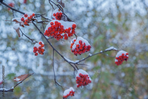 Red rowan berries on branches
