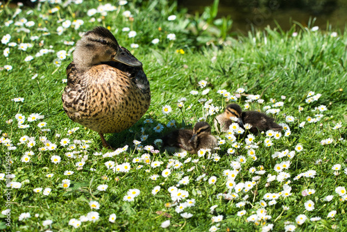 Female mallard duck with ducklings sitting amongst grass