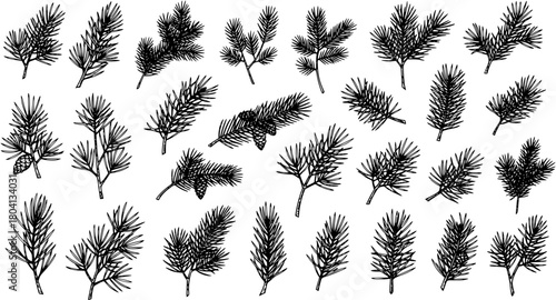 Hand-drawn set of various evergreen conifer branches including pine, fir, and spruce with needles and cones, perfect for Christmas and winter holiday designs. Sketch collection.