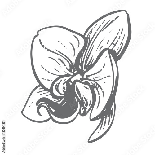 Vector ink drawing of a white orchid. Exotic phalaenopsis, side view. Engraved effect. Illustration of a tropical summer flower for wedding invitations and cruise party decorations.