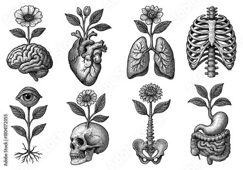 Surreal botanical anatomy illustrations with vintage black and white ink style