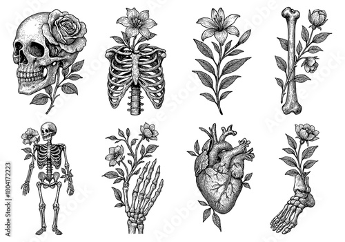 Intricate vintage botanical anatomy art featuring floral and skeletal elements