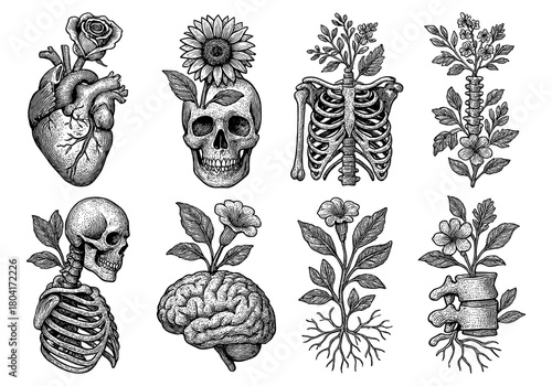 Intricate floral anatomy: skull, heart, brain, skeleton with blooming flowers