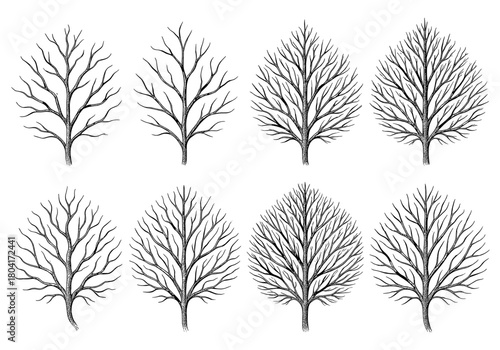 Set of eight different bare tree silhouettes for winter or nature designs