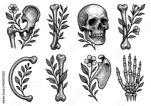 Hand drawn anatomical skeleton with floral elements in vintage style