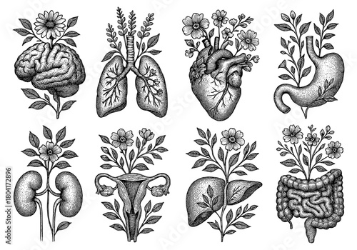Vintage botanical anatomy art: detailed organs with floral elements