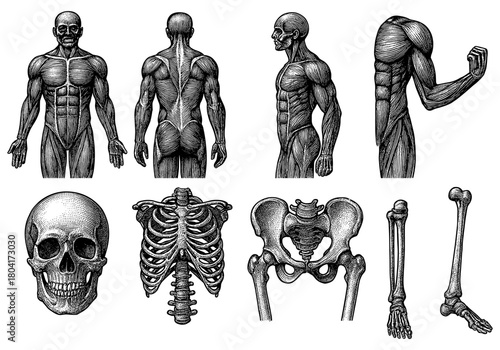 Detailed human anatomy with skeletal and muscular systems in engraved style