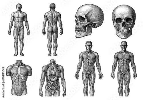 Detailed anatomical engraving: human figures and skull in vintage style
