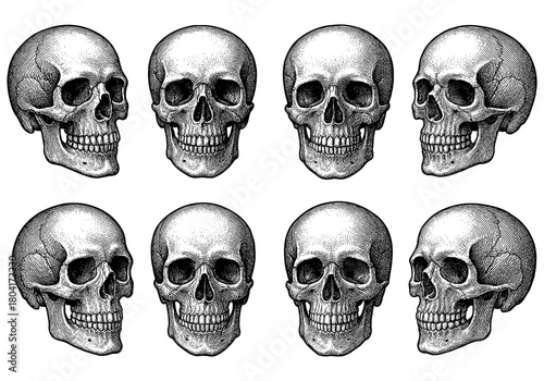 Detailed human skulls collection with vintage engraving style