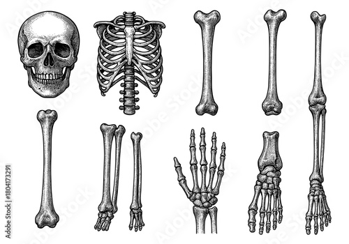Detailed skeletal anatomy set: skull, spine, limbs, and bones
