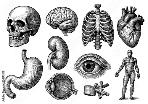Vintage anatomy engravings: human organs and skeleton in detailed black and white