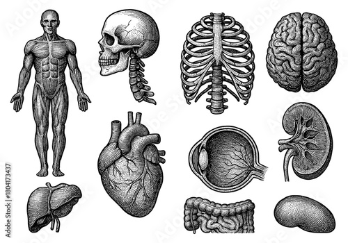 Detailed engraved anatomical human organs and skeleton illustrations