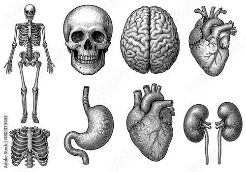 Detailed vintage anatomy drawings of human skeleton, skull, brain, heart, stomach, ribcage, kidneys