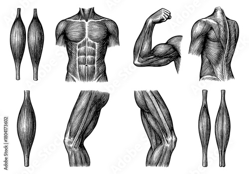 Anatomical muscle diagrams in detailed engraving style