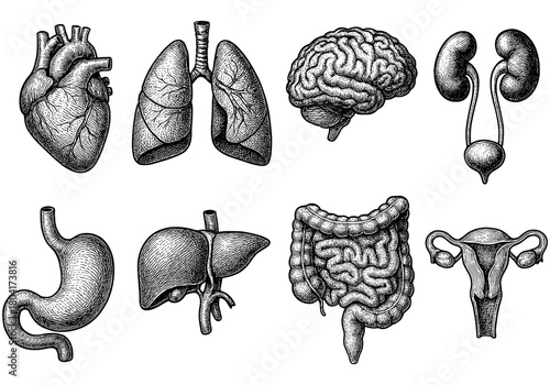 Intricate hand drawn human anatomy with detailed organ collection