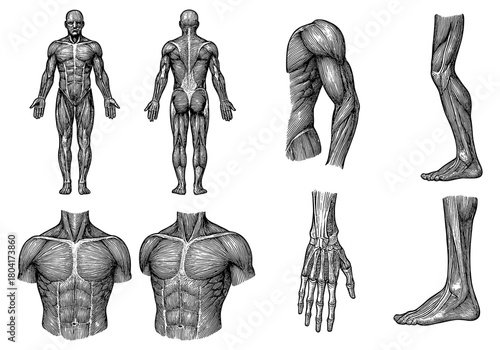 Detailed anatomy art with muscular system in engraving style