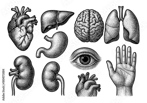 Vintage anatomy sketch of human organs and hand on white background