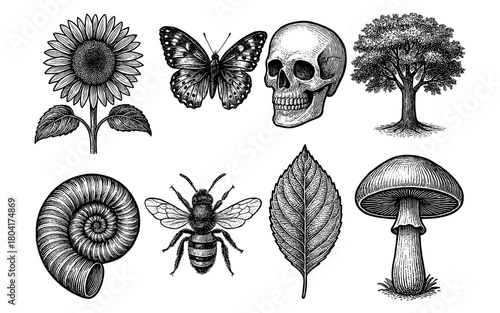 Detailed vintage ink drawings of nature and anatomy elements