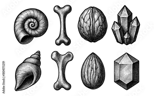 Vintage engraving of shells, bones, nuts, and crystals: nature's diversity in art