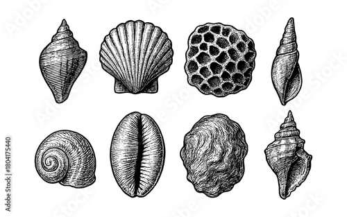 Intricate hand drawn seashell collection on white background