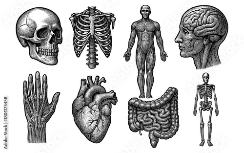 Detailed anatomical drawings of human body in vintage style for medical education