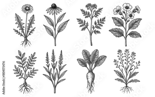 Detailed botanical artwork featuring eight varieties of medicinal herbs and plants