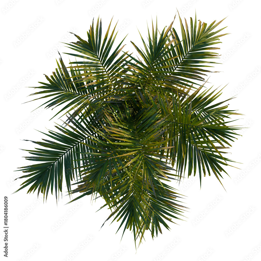Obraz premium Hyophorbe verschaffeltii tree plan, top view, cutout, transparent background, 4k isolate, Vibrant palm fronds reveal lush tropical greenery in sunlight