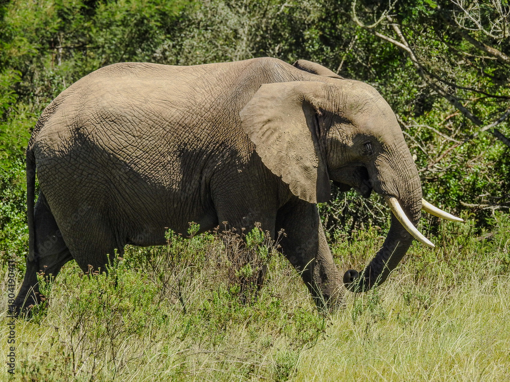 Fototapeta premium African Elephant Walking