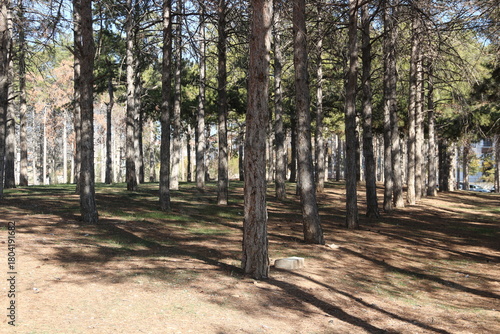 Autumn and autumn sunshine in the pine forest in the Kırşehir province of Anatolia