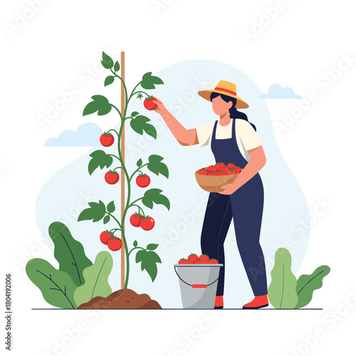 A person harvesting ripe tomatoes from a vine in a garden on a sunny day.