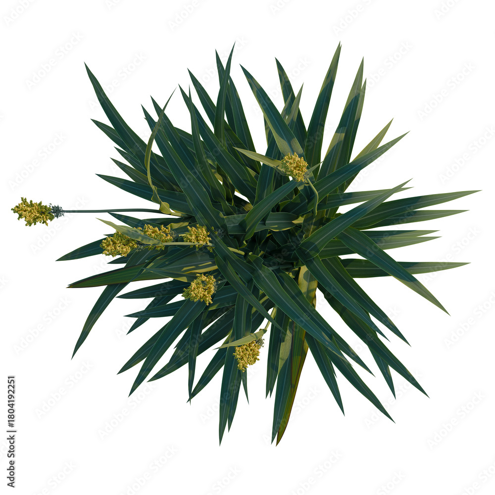Fototapeta premium Sorghum bicolor tree plan, top view, cutout, transparent background, 4k isolate, Vibrant green plant with yellow flowers, perfect for nature and botanical designs
