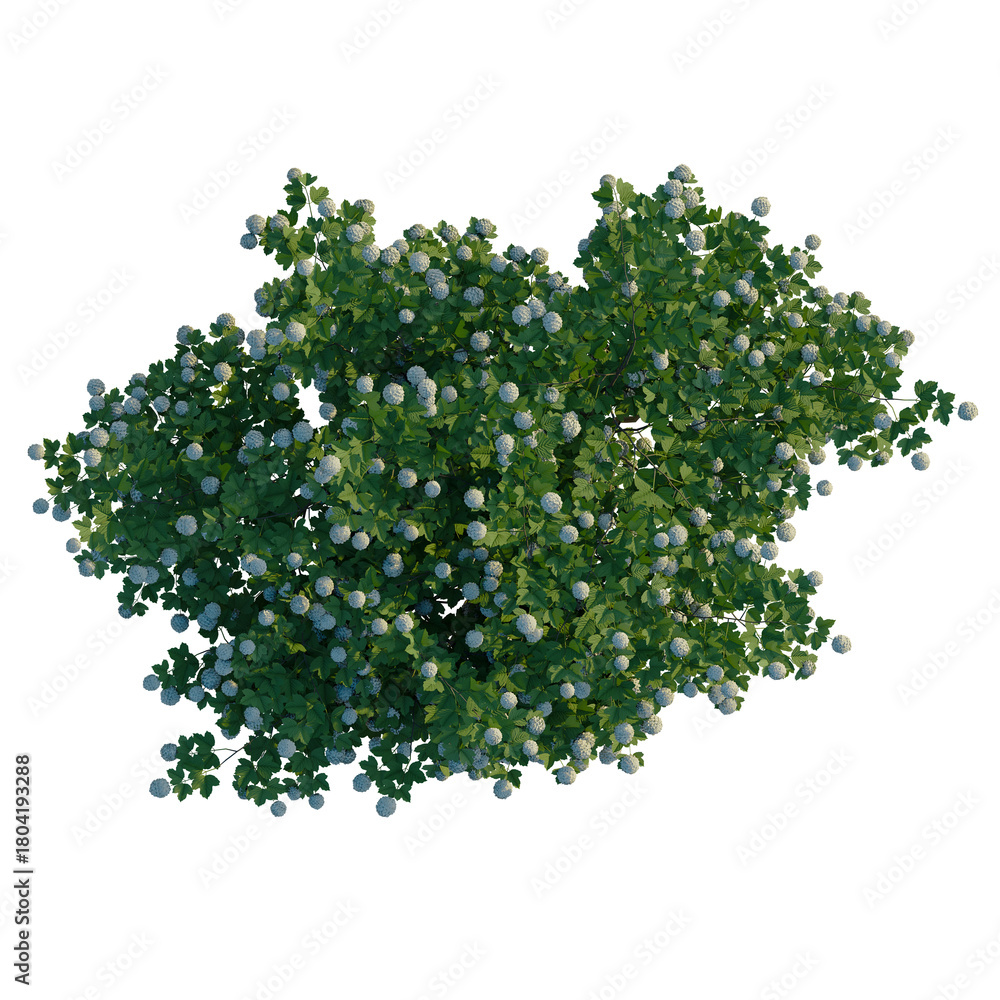 Obraz premium Viburnum opulus tree plan, top view, cutout, transparent background, 4k isolate, Lush green flowering shrub with delicate white blossoms in full bloom