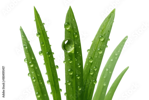 Green grass blades with water drops and morning dew, transparent background bringing fresh natural beauty for ecological concepts