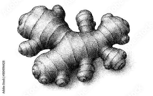 Detailed hand drawn ginger root in stipple style