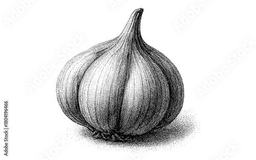 Hand drawn garlic bulb in stipple technique
