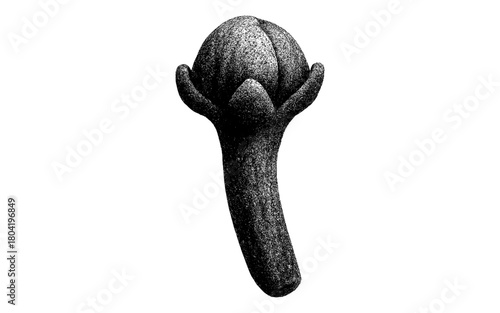 Detailed stippled clove drawing on white background